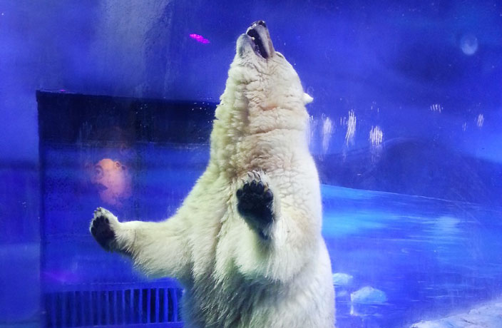 grandview-zoo-polar-bear.jpg