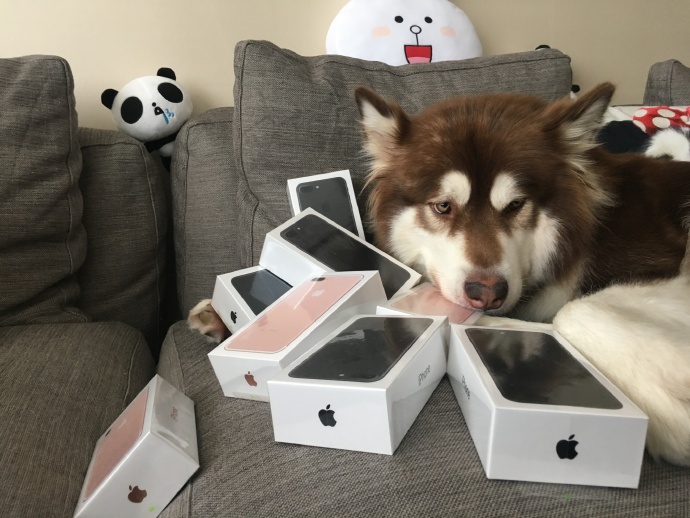 Son of China's Richest Man Buys Dog 8 iPhone 7s