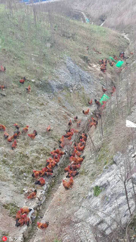 Hundreds of Chickens on the Loose After Truck Crash in China