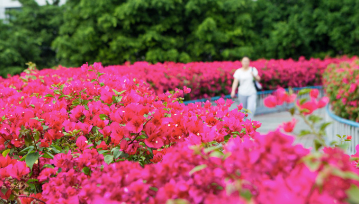 flowers-blooming-in-guangzhou-in-autumn-2016-3.jpg