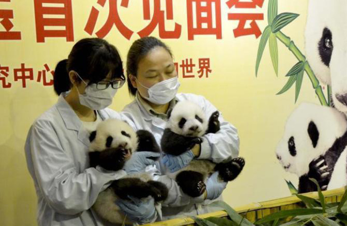guangzhou-twin-panda-cubs-2.jpg