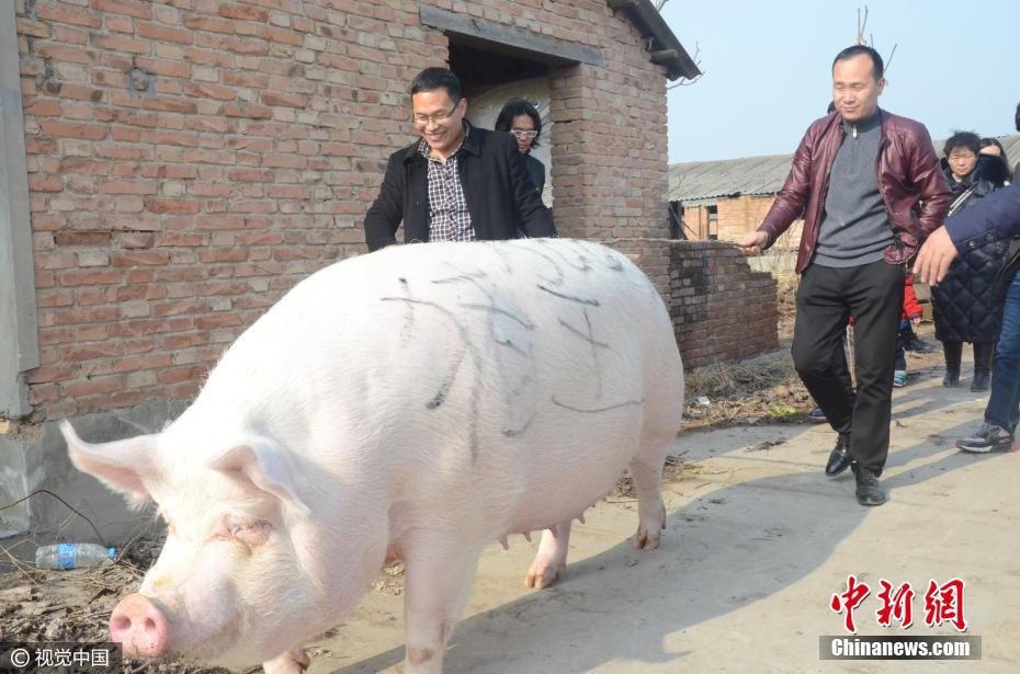 Giant 1,500lb Hog Crowned 'Pig King' in China