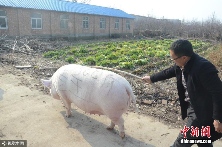 Giant 1,500lb Hog Crowned 'Pig King' in China