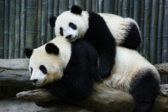 l-Panda-pile.jpeg