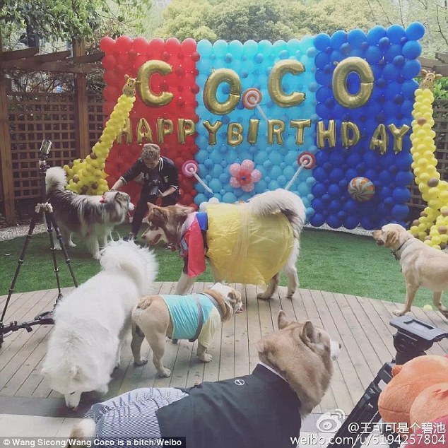 10 Photos That Prove Wang Sicong's Dog Lives Fancier Than You Do