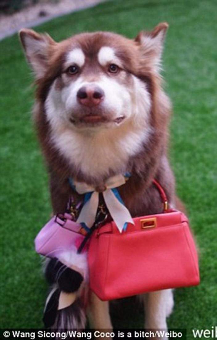 Wang Sicong's dog purses