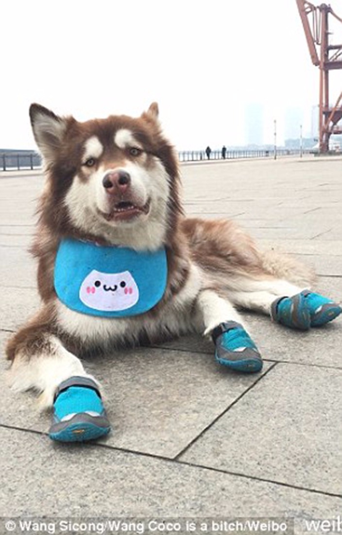 Wang Sicong's dog has fancy shoes