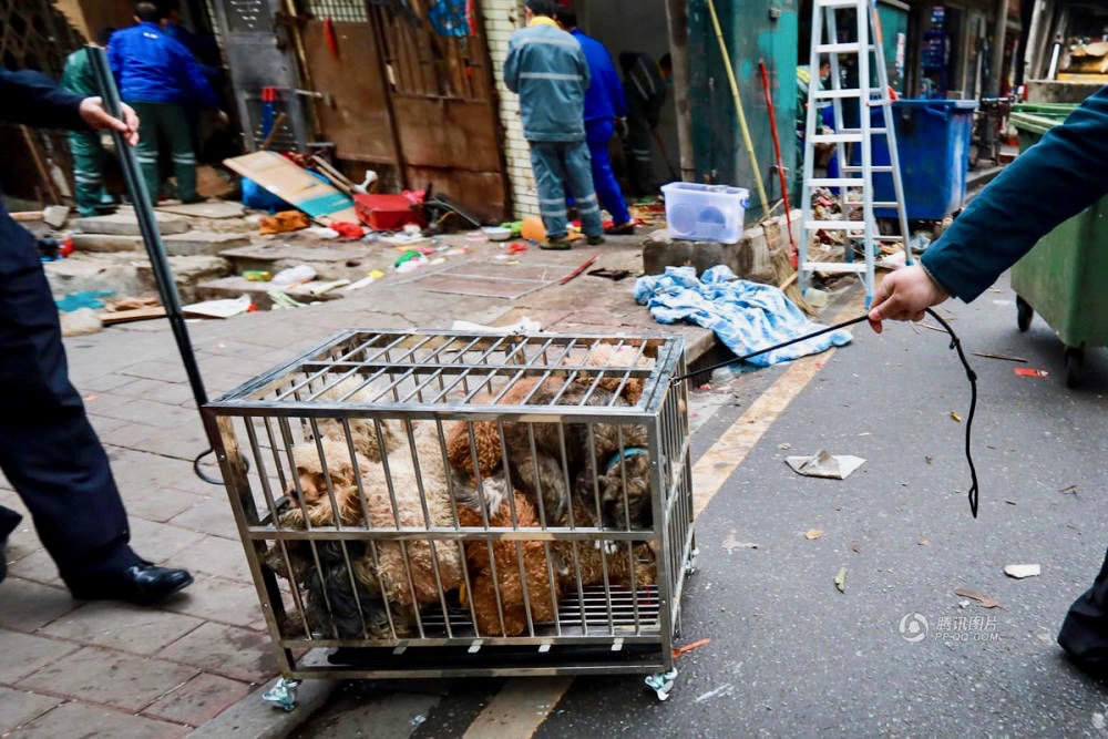 cage-of-poodles-woman-garbage-home