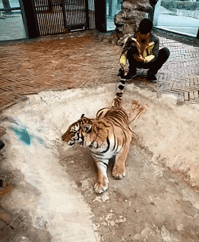 Tiger Tail Pulling
