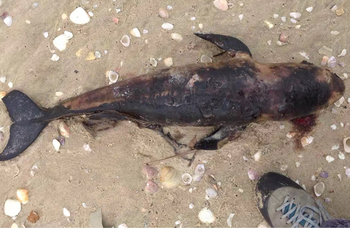 baby-porpoise-found-dead-on-guangdong-beach-1.jpg