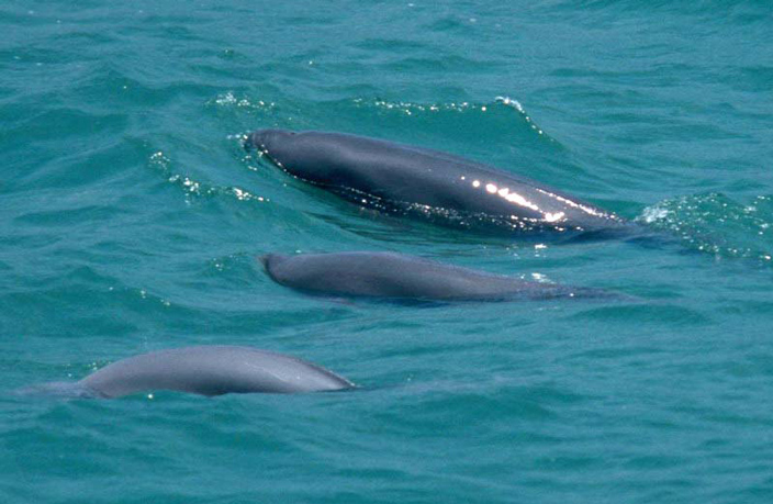 indo-pacific-finless-porpoise.jpg