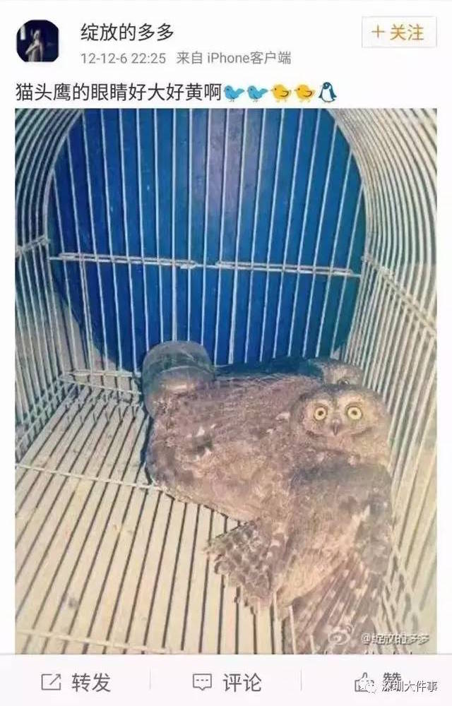 owl cage weibo