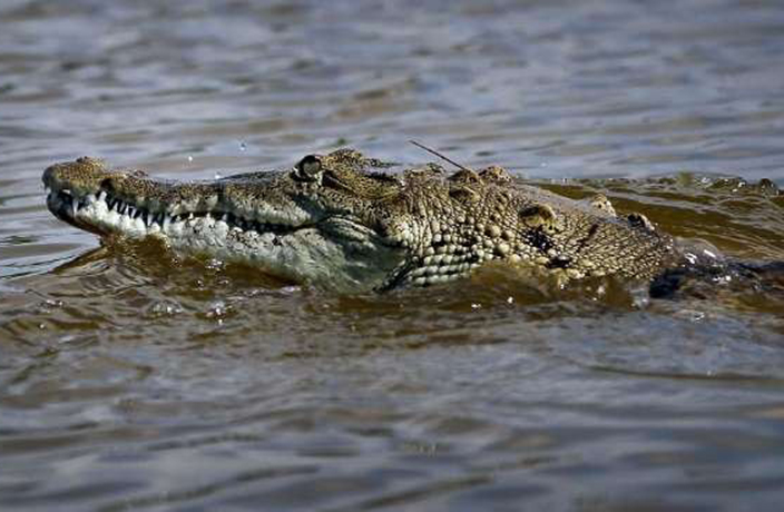 #TBT: Why Crocodiles Keep Turning Up in Shanghai