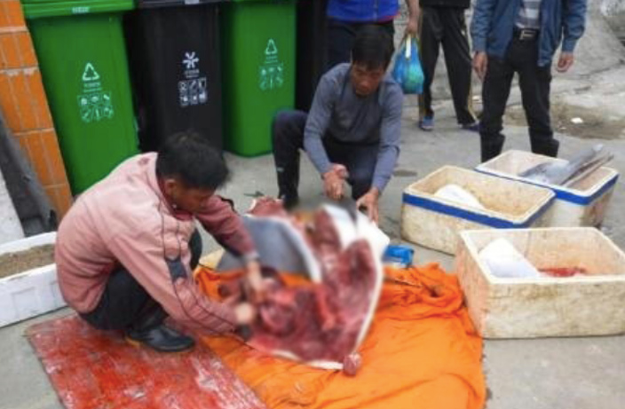 Dolphin-Butchered-and-Beheaded-in-Guangdong-2.jpg