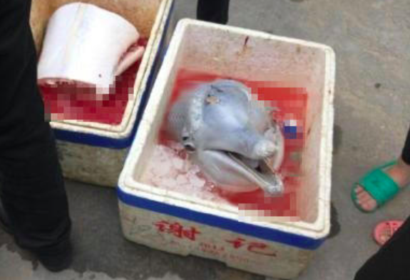 Dolphin-Butchered-and-Beheaded-in-Guangdong-3.png