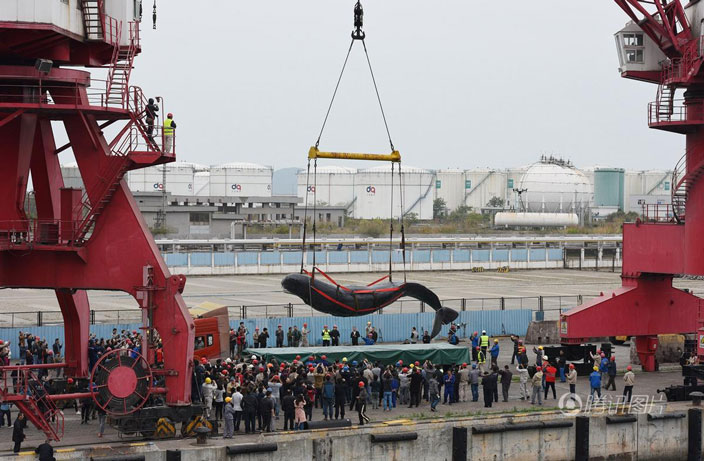 dead-sperm-whale-in-guangdong-1.jpg