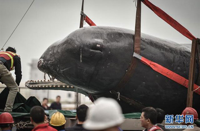 dead-sperm-whale-in-guangdong-2.jpg