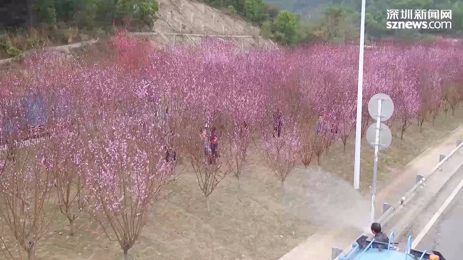 peach-blossom-grove-shenyun-sprinkler.jpg