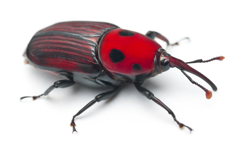 Adult-red-palm-weevil.jpg