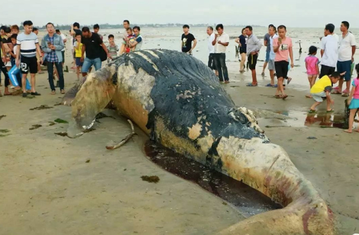 Yet-Another-Dead-Whale-Washes-Ashore-in-South-China-1.jpg