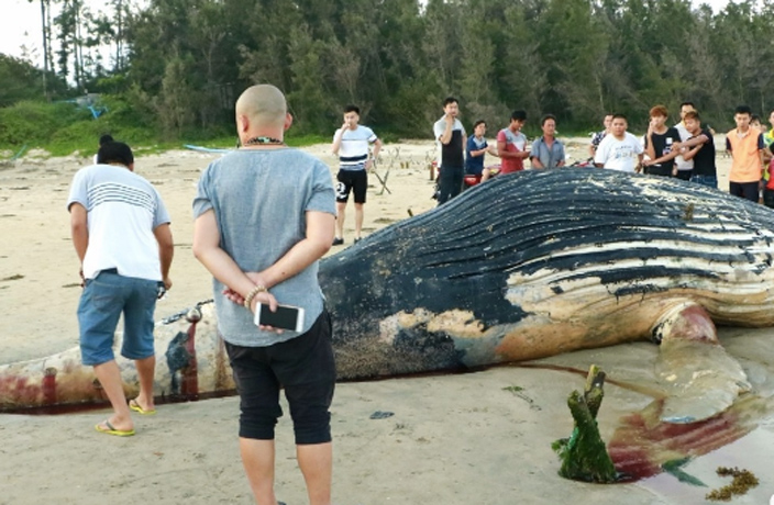 Yet-Another-Dead-Whale-Washes-Ashore-in-South-China-4.jpg