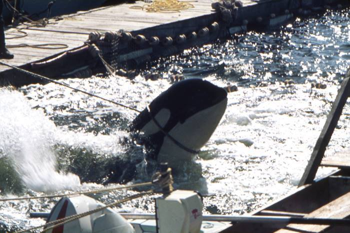 penn-cove-orca-capture.jpg