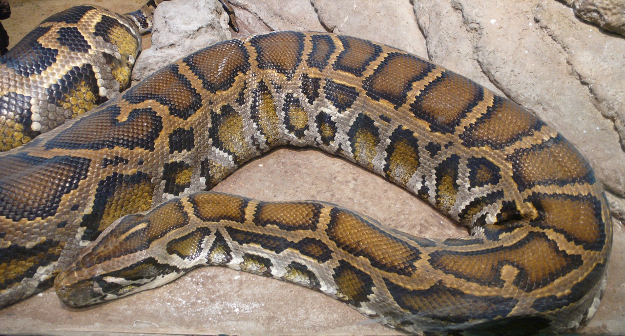 Python_molurus_bivittatus_-1-.jpg