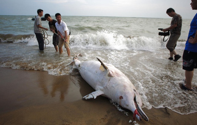 dead-white-dolphin1.jpg