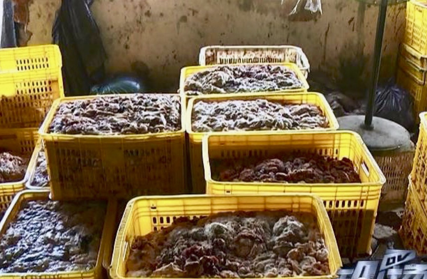 Rotting Pig Carcasses Turned Into Oil in Guangzhou