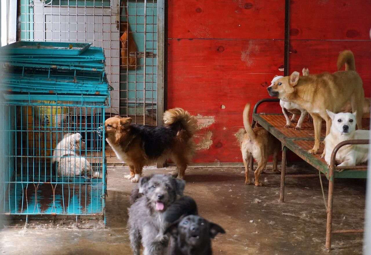 These Volunteers are Trying to Save 600 Stray Dogs, and They Need Your Help