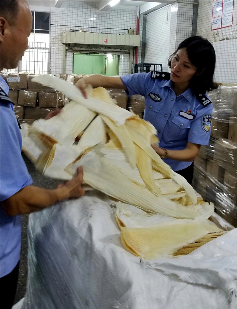 Shark-Fins-Smuggling-Ring-Busted-in-Guangdong-11.jpg