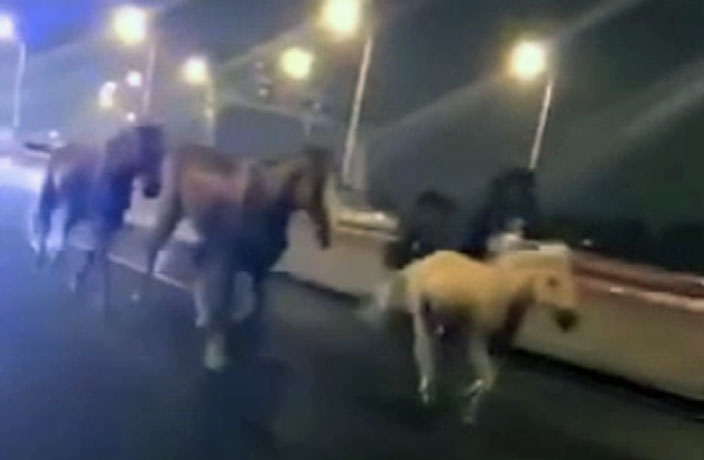 WATCH: Runaway Horses Stampede Down Suzhou Highway