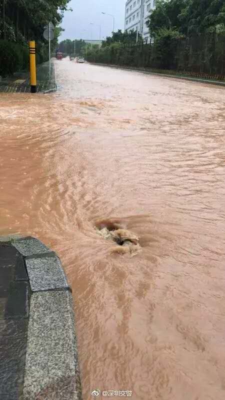 rain-pingshan-shenzhen.jpg