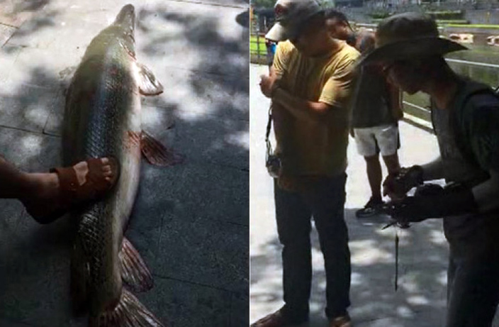alligator-gar-caught-in-shenzhen-river.jpg