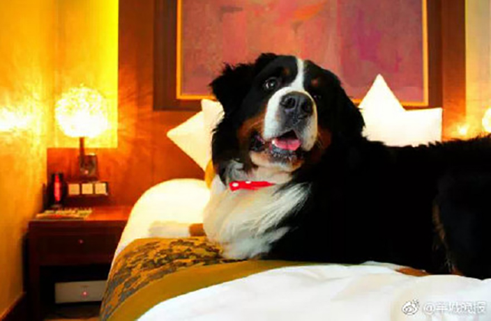 Beijing's Animal Lovers Willing to Pay RMB900 for Luxurious Pet Hotels