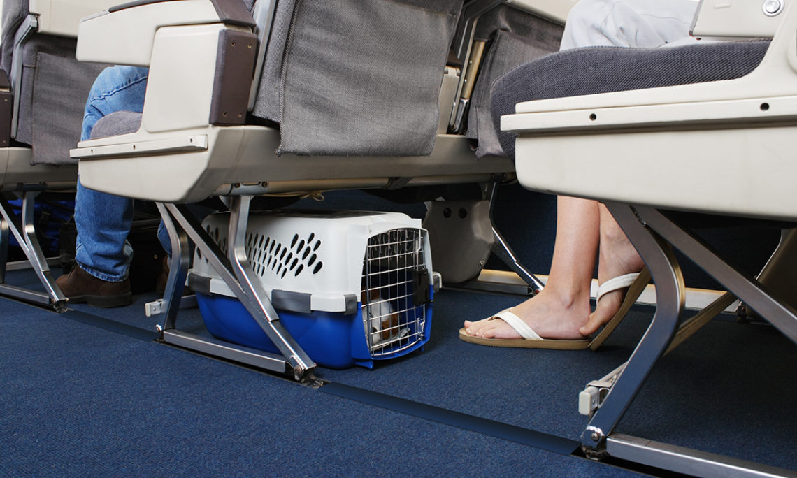 Pets Now Allowed in Cabins on Hainan Airlines Flights