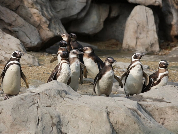 Penguins Walk with Visitors at Shanghai Zoo