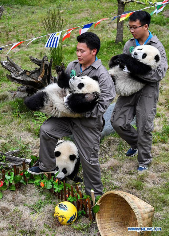 sichuan-pandas-world-cup-3.jpg