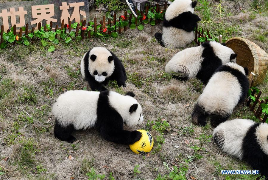 sichuan-pandas-world-cup-6.jpg