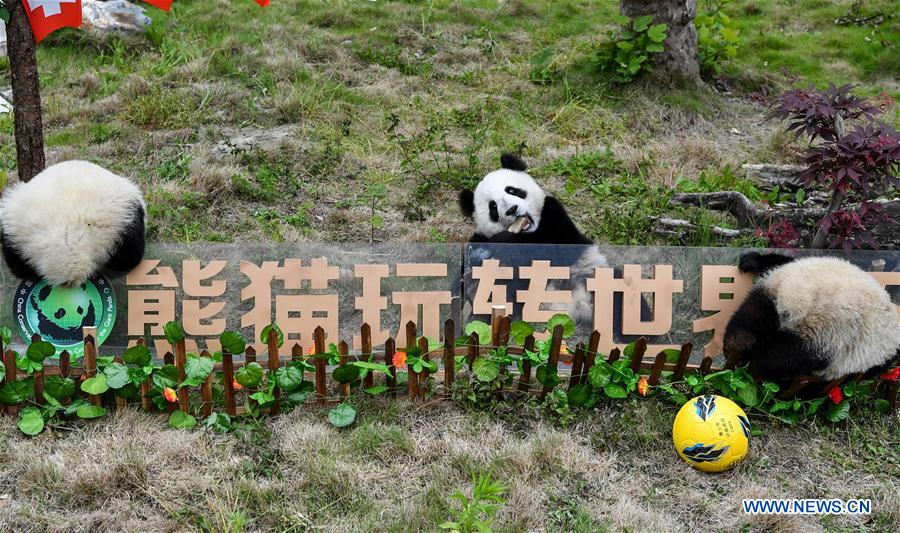 sichuan-pandas-world-cup-7.jpg