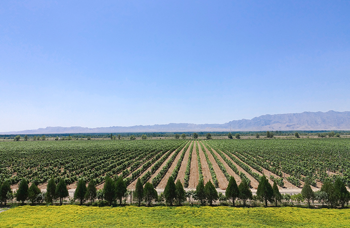 How a Desert Region in Western China Built a Wine Industry From Scratch