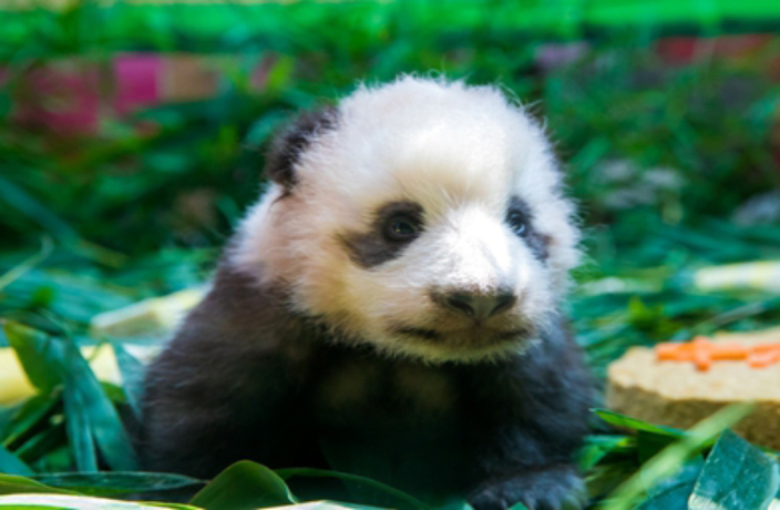 Meet Long Zai, Guangzhou's Newest Baby Panda