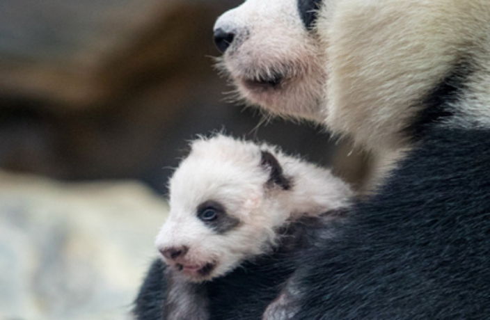 panda-mom.jpg
