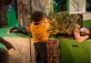 The Pine Tree, Poggle and Me
