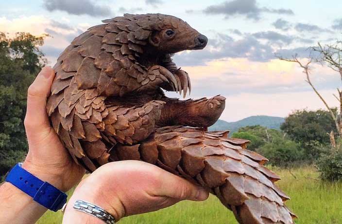 Over 100 Rescued Pangolins Have Died in South China