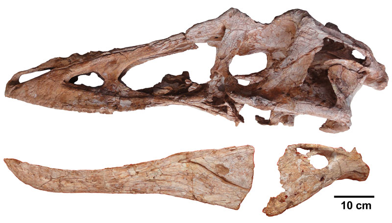 Qianzhousaurus-skull.jpg