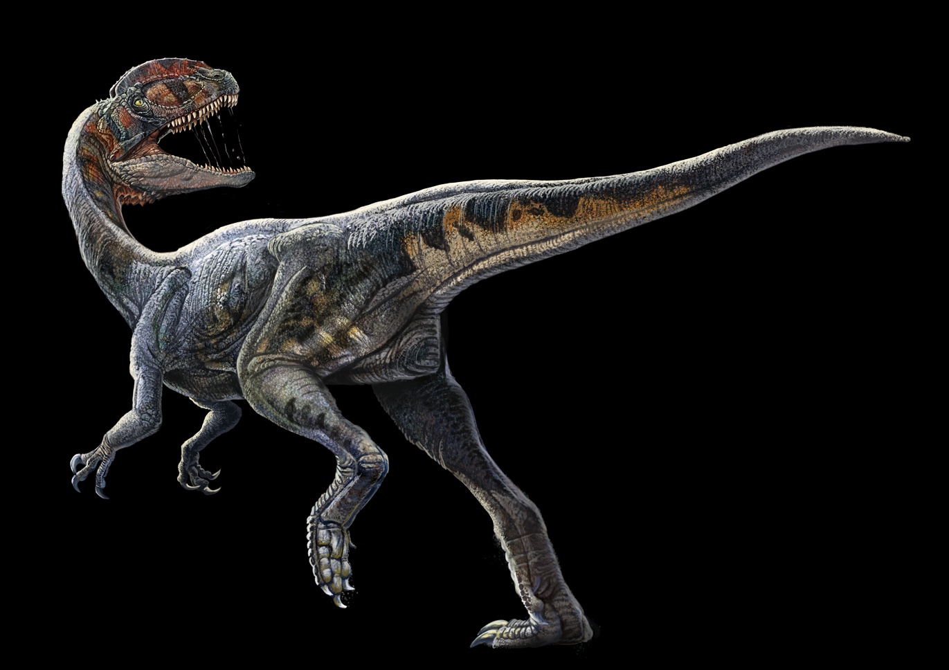 Sinosaurus.jpg