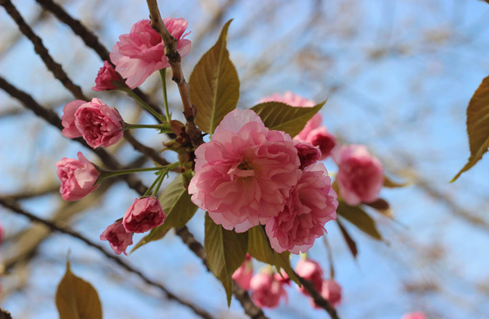 201903/beijing-yuyuantan-park-cherry-blossoms-2.jpg