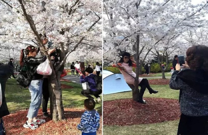 Badly Behaved Tourists Damage Shanghai's Cherry Blossom Trees
