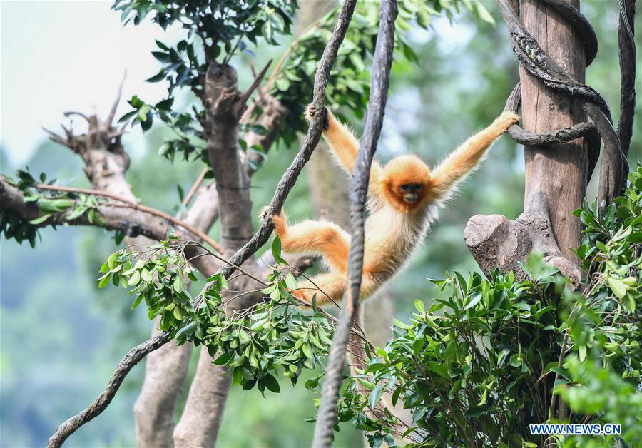 monkey-baby-guangzhou-chimelong-zoo-3.jpg